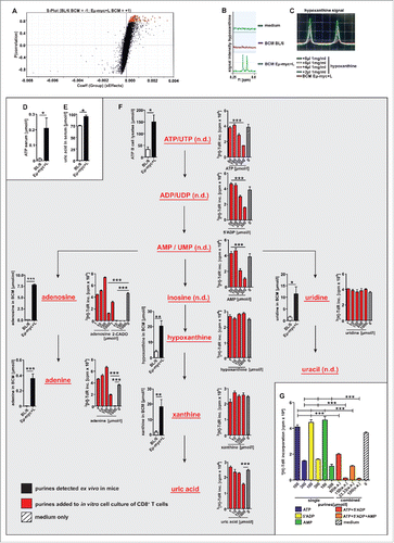 Figure 6. Lymphoma B cells produce and secrete purines that inhibit T cell function. (A) <1kDa fractions of BCM from BL/6 or Eµ-myc+L mice (n = 4 mice/group) were analyzed for metabolites using mass spectrometry. Results are indicated as S-Plot correlation of equal masses, detected in BL/6 ( = −1) or Eµ-myc+L ( = +1) mice. Masses with a very high (Eµ-myc+L = +1) or very low (BL/6 = −1) correlation reflect the highest significance. Masses selected for further screening are displayed in red and depicted in Table 1. (B) NMR analysis. (C) NMR signal after spike in of Hypoxanthine standard or Eµ-myc+L BCM (n = 4 mice/group). (D, E) Serum concentration of (D) ATP and (E) uric acid (n = 3 mice/group). (F) ATP concentrations in MACS-purified B cell lysates (n = 3 lysates/group). Concentrations of indicated purines in BCM (n = 3–5 BCM/group). Proliferation of purified, naïve CD8+ T cells from BL/6 mice was determined after addition of titrated amounts of different purines. (G) Titrated amounts of ATP, 5′ADP or AMP were added separately or combined (ATP + 5′ADP and ATP+5′ADP+AMP) to purified, naïve CD8+ T cells from BL/6 mice and 3[H]-TdR incorporation was determined. Data are presented as mean value of triplicate measurements and one representative experiment out of 2 independent experiments is shown. Data are displayed as mean ± SEM. *p < 0.05, **p < 0.01, ***p < 0.0001 (Student's t test); ((G) One-way ANOVA). See also Supplementary Figure S5-S7.