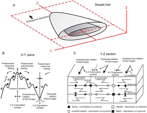 Figure 1. (A) Three-dimensional sketch of a simple sheath fold. (B) Plan of foliation surface (X-Y) showing a schematic pattern of minor folds associated with the major structure. The trace of axial planes, fold facing directions, relationships between the attitudes of fold hinge/stretching lineation and the trace of depressions and culminations with respect the transport direction are indicated. (C) Schematic diagram (Y-Z section view) showing the reversals in facing, minor fold obliquity and asymmetry (S-Z folds) associated with the relative position of axial surfaces and culmination/depression surfaces (modified from CitationAlsop & Holdsworth, 1999).