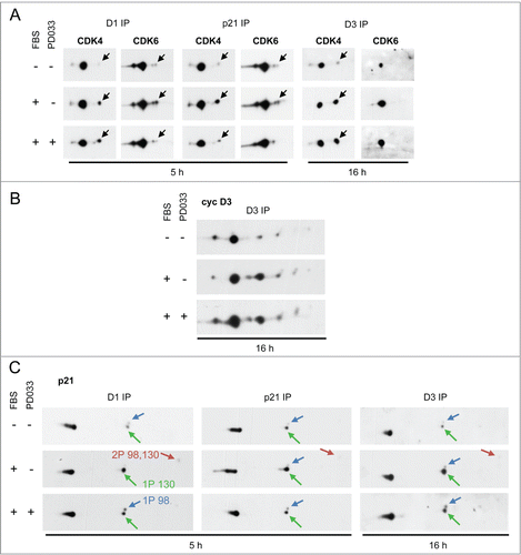 Figure 5. PD0332991 cell treatment neither increases the activating phosphorylation of CDK4/6 nor modifies the 2D-gel electrophoresis profile of cyclin D3. Serum-deprived HCT116 cells were stimulated (+) or not stimulated (−) with 10 % FBS for the indicated periods in the presence (+) or in the absence (−) of 250 nM PD0332991. Cell lysates were immunoprecipitated (IP) with anti-cyclin D1 (D1), anti-cyclin D3 (D3) or anti-p21 antibodies and these immunoprecipitates were separated by 2D gel electrophoresis followed by immunodetection of CDK4 and CDK6 (A), cyclin D3 (cyc D3) (B) or p21 (C). Black arrows in (A) indicate the position of T172-phosphorylated CDK4 and T177-phosphorylated CDK6. Noteworthy, detection of the very minor phosphorylated form of CDK6 in (A) required the overexposure of the blots. Colored arrows in (C) indicate the main phosphorylated forms of p21. 1P 130, 1P 98 and 2P 98,130 indicate p21 phosphorylated at S130, S98 or both sites, respectively, as previously identified and characterized.Citation15