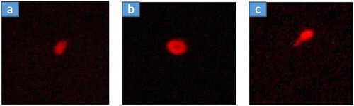 Figure 3. Microscopic examination of blood specimens from captive P. cristatus following Comet Assay kept at (a) JWPL (b) WPB (c) WPM.