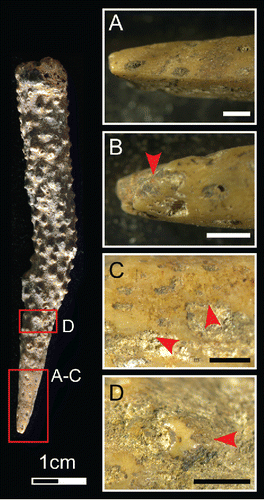 Figure 8 Coral tool from Square B Spit 6. A) Worked edge with facetted tip; B) chipping, rounding, and minuscule ochre residues (indicated by red arrow) on working edge; C) group of parallel striations near working edge; D) rounding and polish of coral surface. Scale bars = 1 mm. (Photos MCL).