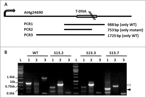 Figure 1. Mapping of the T-DNA insert in SALK_135513. (A) Scheme of the expected PCR products and their localization in the At4g24690 chromosomal region. (B) PCR results with the pairs of S13LP/S13RP (lanes 1; PCR1), LBb1.3/S13RP (lanes 2; PCR2) and S13LP/S05LP (lanes 3; PCR3) oligonucleotides as primers and genomic DNA isolated from the WT or 3 independent SALK_135513 plants (S13.2, S13.3 and S13.7) as templates. Bands marked with a black arrowhead (S13.7 plant, PCR1) and a white arrowhead (3 SALK_135513 plants, PCR2), were sequenced. Notice, that a non-specific band of 0.6 kb (PCR1) was amplified also in WT; L denotes 1kb DNA Ladder GeneRuler (Fermentas, cat No SMO311), with sizes of the selected bands indicated.