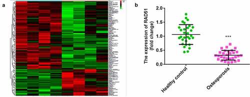 Figure 1. Downregulated RAD51 in osteoporosis. (a) Microarray analysis was performed to investigate the abnormal expression of mRNAs between the control and osteoporosis groups. Red indicates high levels, and green indicates low levels. (b) The expression levels of RAD51 in the serum of patients with osteoporosis and healthy individuals were determined by qPCR. ***P < 0.001.