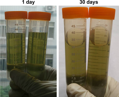 Figure S1 Long-term stability of CuS NPs and CuS-Ab NPs.Notes: The samples were kept at 4°C for 1 month. The color of the samples did not change.Abbreviations: CuS NP, CuS nanoparticle; CuS-Ab NP, cetuximab-modified CuS NP.