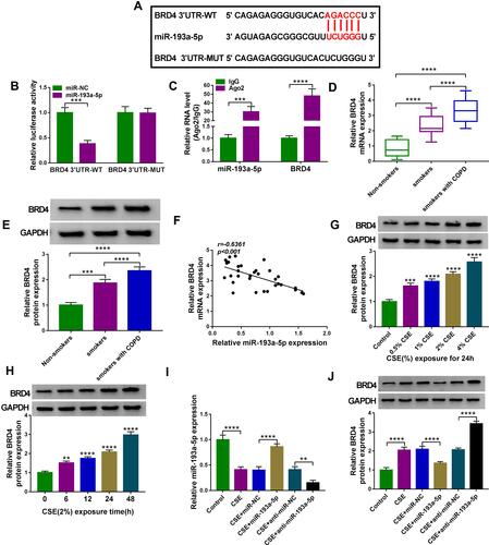 Figure 6 BRD4 is a target of miR-193a-5p. (A) The potential binding sites of miR-193a-5p in the BRD4 3ʹUTR. (B and C) The interaction analysis between miR-193a-5p and BRD4 using dual-luciferase reporter assay and RIP assay (n=3). (D and E) qRT-PCR and Western blot analysis of BRD4 expression in 81 cases of lung tissue specimens from non-smokers (n = 21), smokers (n = 27), and smokers with COPD (n = 33) groups. (F) Correlation analysis between miR-193a-5p and BRD4 expression in tissues from COPD patients (n=33). (G) Western blot analysis of BRD4 expression in 16HBE cells (n=3) after varying concentration of CSE exposure (0, 0.5, 1, 2, 4%) for 24 h (vs the control group). (H) Western blot analysis of BRD4 expression in 16HBE cells (n=3) exposed to 2% CSE for 0, 6, 12, 24 and 48 h (vs the control group). (I and J) 16HBE cells were transfected with miR-NC, miR-193a-5p, anti-miR-NC, anti-miR-193a-5p, followed by treatment with 2% CSE for 24 h (n=3). (I) qRT-PCR analysis of miR-193a-5p expression in cells. (J) Western blot analysis of BRD4 expression in cells. **P< 0.01, ***P<0.001, ****P < 0.0001.