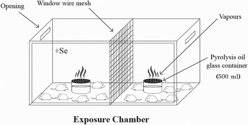 Figure 1. Exposure chamber fabricated from glass and wood. The two compartments were separated by window wire mesh, the dimensions of each compartment are 0.5 × 0.5 × 0.5 m3.