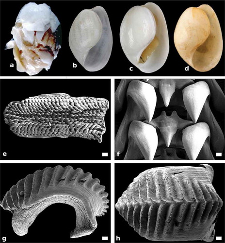 Figure 7. Papawera maugeansis (Burn, Citation1966a). (a) adpertural view of holotype (NMV F26134, H = 7 mm; Australia). (b) apertural view of shell (ZMBN 125458, H = 8 mm; Australia). (c) apertural view of shell (AMS c.105854, H = 5 mm; Australia). (d) apertural view of shell, (NHMUK MacAndrew col. 1563, H = 7.5 mm; Australia). (e) SEM, whole radula (AMS c.105854, H = 5 mm; Australia). (f) SEM, detail of rachidian and inner laterals in central part of radula (ZMBN 125458, H = 8 mm; Australia). (g) Right lateral view of whole gizzard plate (ZMBN 125458, H = 8 mm; Australia). (h) SEM, dorsal surface of whole gizzard plate (ZMBN 125458, H = 8 mm; Australia). Scale bars: e = 100 µm. f = 50 µm. g, h = 30 µm