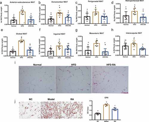 Figure 4. White adipose tissue plays an important role in non-alcoholic fatty liver disease mice treated with retinoic acid. (a) Anterior-subcutaneous white adipose tissue (WAT)/body weight. (b) Dorsolumbar WAT/body weight. (c) Perigonadal WAT/body weight. (d) Retroperitoneal WAT/body weight. (e) Gluteal WAT/body weight. (f) Inguinal WAT/body weight. (g) Mesenteric WAT/body weight. (h)Interscapular BAT/body weight. (i) H&E staining of WAT. (j) The effects of RA on OA- and PA-induced lipid accumulation in OP9 cells. Intracellular lipid accumulation was measured by Oil Red O staining using an inverted microscope. The OD at 510 nm was measured. Data are shown as mean ± SEM. One-way ANOVA was performed to compare multiple groups, and differences (P < 0.05) have been labelled with different letters; same letters indicate no significance (P > 0.05)