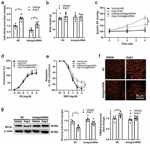 Figure 5. Inhibition of miR-140-5p improved VSMC function in vivo A. miR-140-5p was downregulated using antagomir-140-5p in vivo. B. Both angiotensin II (Ang II) and antagomiR-140-5p treatment showed no significant effects on body weight of the mice. C. AntagomiR-140-5p treatment decreased the blood pressure in Ang II-treated mice. D. Phenylephrine (PE)-induced vascular contraction in isolated thoracic aortas from antgomiR-140-5p- and Ang II-treated mice. E. Sodium nitroprusside (SNP)-induced vascular relaxation in isolated thoracic aortas from antgomiR-140-5p- and Ang II-treated mice. F. AntagomiR-140-5p treatment blocked the effects of Ang II on upregulation of mitochondrial membrane potential in vascular smooth muscle cells (VSMCs) from Ang II-treated mice. G. AntagomiR-140-5p treatment blocked the effects of Ang II on downregulation of Bcl-2-like protein 1 (Bcl-xL) expression in VSMCs from Ang II-treated mice. n = 6. **, P < 0.01.