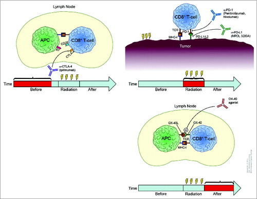 Figure 1. Rationale for temporal sequencing of various immunotherapies with radiation. (A) Preclinical experiments suggest that neoadjuvant anti-CTLA4 antibody can augment tumor growth delay if given before radiation and that this effect could continue throughout treatment. Thus, giving anti-CTLA4 therapy before radiation would activate CD8+ T cells in a non-irradiated lymph node as shown. (B) Anti-PD1 and anti-PDL1 antibodies act directly at the tumor site, suggesting that these immunotherapeutic agents would need to be present during radiation delivery; thus concurrent administration would probably be the most effective. (C) An OX40 agonist induces CD8+ T-cell activation to the greatest extent when given after radiation; thus adjuvant delivery after radiotherapy may be the most beneficial for inducing systemic immune responses.