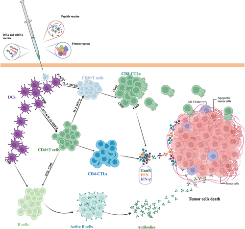 Figure 1. Tumor vaccine strategies based on boosting the immune system. Different types of tumor vaccines are inoculated and presented by DC to activate the CD8+ T cells, CD4+ T cells and B cells to kill tumor cells directly or indirectly. Abbreviations: DC: dendritic cells; ICAM-1: intercellular cell adhesion molecule-1; CTL: cytotoxic T cells; MHC: Major histocompatibility complex; IFN-γ: interferon γ; GzmB: granzyme B; PFN: perforin; TAMs: tumor-associated macrophages.