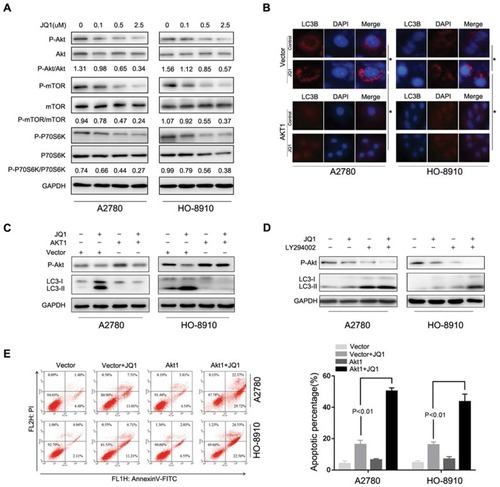 Figure 4 JQ1 induces autophagy through the inhibition of the Akt/mTOR pathway. (A) A2780 and HO-8910 cells were treated with the indicated concentration of JQ1 for 48 h. Cell lysates were used to detect Akt (S473), mTOR (S2448), P70S6K (S424/T421), and their phosphorylated counterparts by Western blot. (B and C) After treatment with 2.5 μM JQ1 in combination with transfection by Akt1 plasmid or control vector for 48 h. Immunofluorescence staining was used to detect the endogenous expression of LC3B, and Western blotting was used to identify the phosphorylated Akt (P-Akt), LC3- I, and LC3-II in A2780 and HO-8910 cells. *P < 0.05. (D) Cells were treated with or without JQ1 (2.5 μM) in combination with LY294002 (a PI3K/Akt inhibitor) for 48 h. Phosphorylated Akt (P-Akt), LC3- I, and LC3-II were detected by Western blot. P < 0.05 vs JQ1-alone treatment group. (E) Annexin V-FITC/PI staining were used to detect the level of apoptosis after treatment with JQ1 (2. μM) in combination with transfection by Akt1 plasmid or control vector for 48 h. P < 0.05 vs JQ1-alone treatment group.