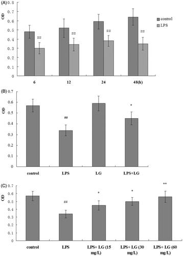 Figure 1. Effect of Ligustrazine on RPMC’s viability stimulated by LPS. (A) Cells were treated with LPS (5 mg·L−1) for 6, 12, 24, and 48 h; the cell viability was determined by MTT assay. (B) Cells were treated with Ligustrazine (30 mg/L) for 24 h. (C) Cells were cotreated with Ligustrazine (15, 30, and 60 mg/L) and LPS (5 mg/L) for 24 h. All results are shown as mean ± SD and are representative of three independent experiments. *p < 0.05, **p < 0.01 versus LPS; #p <005, ##p < 0.01 versus Control. LG: Ligustrazine.