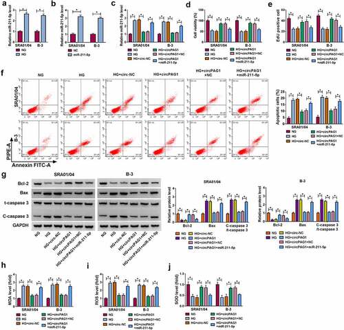 Figure 4. CircPAG1 inhibited the destructive effects of HG on human lens epithelial cells by sponging miR-211-5p. (a-b) The miR-211-5p expression analysis was conducted using qRT-PCR after NG or HG treatment (a) and NC or miR-211-5p transfection (b) in SRA01/04 and B-3 cells. (c) The level of miR-211-5p was detected using qRT-PCR in NG, HG, HG+circ-NC, HG+circPAG1, HG+circPAG1+ NC and HG+circPAG1+ miR-211-5p groups. (d-e) CCK-8 assay and EdU assay were respectively applied to determine cell viability (d) and proliferation (e). (f-g) Flow cytometry (f) and Western blot (g) were applied to assess cell apoptosis. (h-j) MDA (h), ROS (i) and SOD (j) levels by the corresponding kits were applied to evaluate oxidative stress. *P< 0.05.