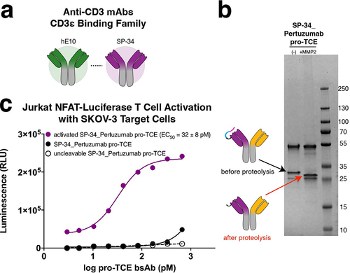 Figure 5. Expanding the pro-TCE conditionally active T cell engager platform to clone SP34. (a) Anti-CD3 mAbs hE10 and SP34 both bind the N-terminus of CD3ε. (b) SDS-PAGE gel electrophoresis of SP34_Pertuzumab pro-TCE before and after proteolysis. (c) Designed pro-TCE using anti-CD3 mAb with SP34 CD3-binding arm activates Jurkat NFAT-Luciferase T cells when proteolyzed but not when masked. The reported EC50 value is an average of three replicates with errors reflecting the 95% confidence intervals of the average measurements.