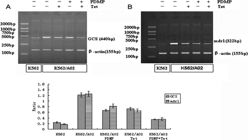 Figure 3. Effect of PDMP and Tet on the transcriptions of (A) GCS and (B) mdr1 in K562/A02 cells. After incubated with and without PDMP (20 μmol/l) and/or Tet (1 μmol/l), RNA was extracted from K562 and K562/A02 cells and detected by RT‐PCR as detailed in the ‘Materials and methods’ section. The reverse PCR products were 440 bp for GCS, 322 bp for mdr1 and 155 bp for beta‐actin. Results shown are typical of three independent experiments.