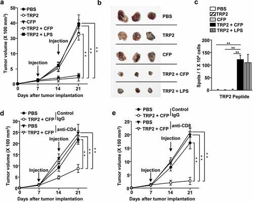 Figure 5. CFP induced melanoma antigen-specific immunity and inhibited melanoma tumor growth. C57BL/6 mice were subcutaneously injected with B16 cells and intraperitoneally treated with PBS, 2.5 mg/kg TRP2, 50 mg/kg CFP, or a combination of TRP2 and CFP on days 7 and 14 after tumor injection. (a) Tumor growth curves. (b) Size of tumor masses was determined on day 21 after tumor injection. (c) IFN-γ production levels in response to TRP2. (d and e) Once B16 tumors were well established, by day 7, the mice were depleted of CD4 or CD8 expressing cells and treated with a combination of TRP2 and CFP. (d) Tumor growth curves after CD4 (d) or CD8 T (e) depletion. Each condition had three mice and each experiment was conducted twice (n = 6), **p < 0.01.