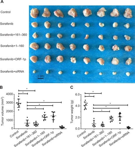 Figure 9 LINE-1 ORF-1p decreased the antitumor effect of sorafenib in inhibiting MHCC97-H cell subcutaneous growth in vivo.Notes: MHCC97-H cells, which were transfected with empty vector, a full-length LINE-1 ORF-1p vector, LINE-1 ORF-1p 1–160 residues, control siRNA or LINE-1 ORF-1p siRNA vectors, were seeded into nude mice to form subcutaneous tumors. The mice received sorafenib. (A) The results are shown as representative photographs of tumors, (B) tumor volumes or (C) tumor weight. *P<0.05.