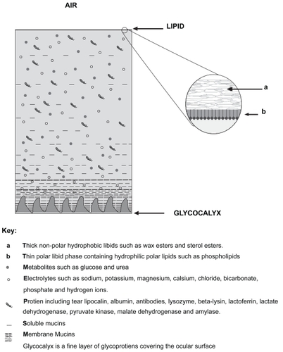 Figure 1 Schematic illustration of the precorneal tear film (PCTF) outlining comprising layers (Not to scale).