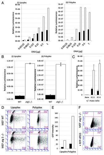 Figure 5. Loss of ATG5 results in increases gene delivery from cationic liposomes and polyplex polymers. (A) Control MEFs (black column) or atg5−/− MEFs (white column) were incubated with lipoplex (left) or polyplex (right) complexed with increasing quantities of reporter plasmid expressing luciferase and GFP. The panels show luciferase activity in cell lysates prepared 16 h after transfection. (B) Control MEFs (black column) or atg5−/− MEFs (white column) were incubated with lipoplex or polyplex complexed with 0.5 μg of reporter plasmid as indicated. Luciferase activity was assessed in cell lysates prepared 16 and 24 h after transfection. Expression at 16 h was estimated from three independent experiments and error bars (SE) are shown. (C) Control MEFs (black column) or atg5−/− MEFs (white column) were incubated for 1 h with DOTAP:Chol cationic lipoplex complexed at different charge ratios complexed with 0.25 μg of a reporter plasmid expressing luciferase. Luciferase activity was assessed at 24 h from three independent experiments and error bars (SE) are shown. (D) Control MEFs (top) or atg5−/− MEFs (bottom) were incubated with lipoplex or polyplex vectors complexed with reporter plasmid expressing luciferase and GFP. Sixteen h after transfection cells were sorted for GFP expression and permeability to propidium iodide and gated into four quadrants. UL: dead cells negative for GFP. LL: live cells negative for GFP. UR: dead cell expressing GFP. LR: live cells expressing GFP. (E) Numbers of cells expressing GFP were taken by summing UR and LR quadrants in (G) and multiplied by mean fluorescence intensity. Control MEFs (black column) atg5−/− MEFs (white column). (F) atg5-/- MEFs were transfected with control plasmid (top), or plasmid expressing RFP-ATG5 (bottom). After 24 h the cells were incubated with cationic lipoplex complexed with 0.5 μg of luciferase-GFP reporter plasmid. Cells were sorted at 16 h for GFP expression.