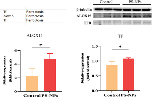 Figure 9. Immunoblotting and quantification of ferroptosis-related proteins. *p < 0.05, **p < 0.01 vs. The control group.