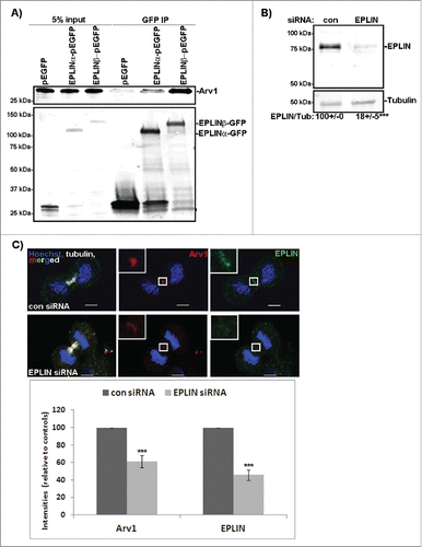 Figure 2. EPLIN recruits Arv1 to the cleavage furrow. (A) HeLa cells transiently transfected with pEGFP, pCA-EPLINα-pEGFP or pCA-EPLINβ-pEGFP were subjected to GFP-trap analysis. Lysate (5% of input) of cells expressing pEGFP (lane 1), EPLINα-pEGFP (lane 2) or EPLINβ-pEGFP (lane 3) was applied to verify equal amounts of Arv1 in the lysates used for immunoprecipitation. The amount of Arv1 co- immunoprecipitated with GFP (lane 4), EPLINα-GFP (lane 5) or EPLINβ-GFP (lane 6) was detected by Western blot. The Western blot was reprobed with anti-GFP to validate expression levels of the different constructs. A representative western blot is presented. (B) HeLa cells were transfected with 50 nM control or EPLIN siRNA for 48 hours. Efficient knockdown was verified by Western blotting analysis where Tubulin was used as loading control. Densitometry analysis of EPLIN/Tubulin-expression (±S.E) is indicated below the western blot. *** indicates significant differences, p<0.01. (C) Control or EPLIN depleted HeLa cells were fixed, permeabilized and stained with anti-EPLIN (green), anti-Arv1 (red), anti-Tubulin (white) and Hoechst (blue). Scale bars, 5 μm. The fluorescence intensities of EPLIN and Arv1 were determined by the LSM software. The graph represents the average of 3 independent experiments (± S.E). Significantly different results are indicated as ***p<0.01.