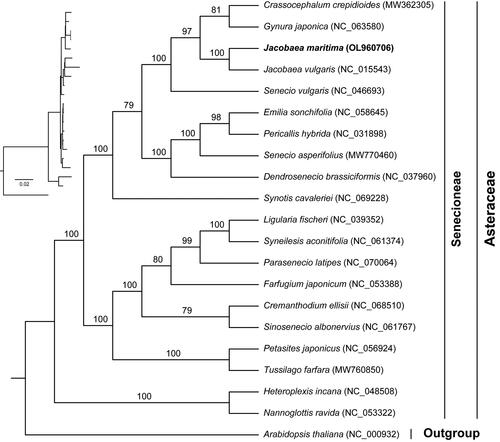 Figure 3. Phylogenetic tree based on the concatenated sequences of 75 common protein-coding genes in 21 species using maximum-likelihood (ML) method. The value above the branch indicates the bootstrap value.