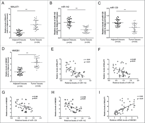 Figure 6. The expression differences of MALAT1/miR-142–3p/miR-129–5p/HMGB1 in tissues and the correlations. (A, B, C and D) 24 pairs of tumor and adjacent normal tissues were obtained, the expression levels of MALAT1, miR-142–3p, miR-129–5p and HMGB1 were determined. (D, E, F, G and I) An inverse correlation between the expression level of miR-142–3p and MALAT1, miR-142–3p and HMGB1, miR-129–5p and MALAT1, miR-129–5p and HMGB1, and a positive correlation between the expression level of MALAT1 and HMGB1 was observed. The data were presented as mean ± SD of 3 independent experiments.