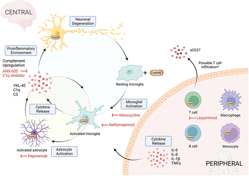 Figure 2. A simplified diagram of the immune system in HD. In the central immune system, the presence of mHTT is thought to invoke an inflammatory response in microglia resulting in secretion of pro-inflammatory cytokines. Pro-inflammatory cytokines promote neurodegeneration directly in neurons or indirectly through astrocyte activation which in turn amplifies and sustains the pro-inflammatory response in microglia. In the peripheral immune system, mHTT inclusions are present in both innate and adaptive immune cells resulting in a ‘primed’ inflammatory state and increased cytokine release. Limited studies show possible T-cell infiltration to the brain and activation through elevated sCD27 in the CSF. Clinical trial drug interventions targeting these immune changes are in red.
