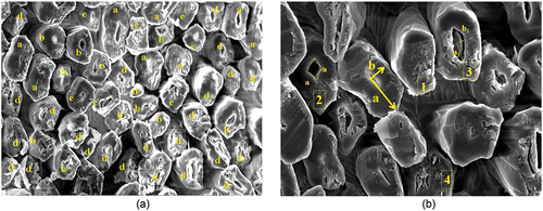 Figure 3. (a) Cross-sectional view of fiber showing: a) dumble shape; (b) oval shape; (c) circular shape; (d) elleptical shape; and (e) rectangular shaped cells. (b) Cross-sectional view of fiber showing: 1) no medulla; (2) square shape single medulla; (3) elliptical shaped single medulla; (4) multiple medulla.