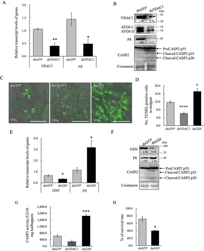 Figure 7. VDAC1 and GSN regulate RGDV-induced apoptosis. (A, B) Effect of the knockdown of VDAC1 on the levels of expression of VDAC1, ATG8 and P8, as well as the cleavage of CASP2, at 6-day padp in viruliferous leafhoppers. RT-qPCR assays show the levels of expression of the mRNA of VDAC1 and P8 in viruliferous leafhoppers in A. The levels of expression of VDAC1, ATG8, P8 and CASP2 in dsGFP- or dsVDAC1-treated viruliferous leafhoppers were determined by western blot assays. Relative intensities of the bands for these proteins are shown below. Equal amounts of protein were loaded on the Coomassie Brilliant Blue-stained gels. The data represent three biological replicates. *P < 0.05, **P < 0.01. (C, D) TUNEL assays showing the levels of apoptosis in the midgut epithelial cells of dsGFP-, dsVDAC1- or dsGSN-treated viruliferous leafhoppers at 6-day padp. The intestinal tissues of leafhoppers were fixed, incubated with rTdT incubation buffer, and then processed for immunofluorescence microscopy analysis. The percentage of TUNEL-positive cells in midguts of dsGFP-, dsVDAC1- or dsGSN-treated leafhoppers is shown in D. EC, epithelial cell. Mmg, middle midgut. Bars: 50 μm. (E, F) Effect of the knockdown of GSN gene on the levels of expression of GSN and P8, as well as the cleavage of CASP2, at 6-day padp in viruliferous leafhoppers. RT-qPCR assays show the levels of expression of GSN and P8 mRNA in viruliferous leafhoppers in E. The data are presented as the mean ± SD. Western blot assays show the levels of expression of GSN, P8 and CASP2 in dsGFP- or dsGSN-treated viruliferous leafhoppers in F. The relative intensities of the bands for these proteins are shown below. Equal amounts of protein were loaded on the Coomassie Brilliant Blue-stained gels. The data are representative of three biological replicates. (G) CASP3 activity in dsGFP-, dsVDAC1- or dsGSN-treated viruliferous leafhoppers. Each group of approximately 10 mg of leafhoppers was analyzed to determine the activity. The data are presented as the mean ± SD. ***P < 0.001. (H) Effect of the knockdown of the expression of GSN on the survival of viruliferous leafhoppers at 10-day padp. The means ± SD from three biological replicates are presented. *P < 0.05.