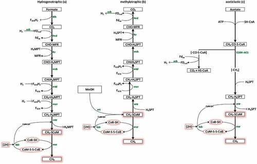 Figure 2. Methanogenesis pathways: Hydrogenotrophic (a), methylotrophic (b), and aceticlastic (c). The methanogenesis common reactions are marked red. fdh: formate dehydrogenase; fmd: formylmethanofuran dehydrogenase; ftr: formylmethanofuran-tetrahydromethanopterin formyl-transferase; mch: methenyl-tetrahydromethanopterin cyclohydrolase; mtd: methylenetetrahydromethanopterin dehydrogenase; mer: methylenetetrahydromethanopterin reductase; mtr: methyl-tetrahydromethanopterin S-methyltransferase; mcr: methyl-coenzyme M reductase; mt: methyltransferase; hdr: heterodisulfide reductase; ech: energy-converting hydrogenase; CODH-ACS: CO dehydrogenase/acetyl-CoA synthase. The figure was adapted from Niu et al. [Citation303].