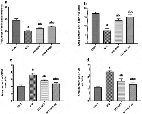 Figure 3. Morphometric analysis of retinal sections in the study groups. a) significance against the CONT group; b) significance against the STZ group; and c) significance of STZ+MTF-NE against the STZ+MTF group, p ≤ 0.05. A: STZ significantly reduced retinal thickness (µm), while treatment groups improved significantly. Additionally, the STZ+MTF-NE group showed a significant increase in thickness compared to the STZ+MTF group. B: the percentage of F-actin-positive cells decreased in the STZ group but increased significantly in the treatment groups. Furthermore, the STZ + MTF-NE group was much larger than STZ + MTF. C: the percentage of CD57-positive cells was considerably higher in the STZ group and lower in the treated groups. Furthermore, the STZ + MTF-NE group was much smaller than STZ + MTF. D: the area percent of S-100 positive cells was dramatically raised in STZ and improved in the treated groups, while it showed a significant drop in the treated groups. Furthermore, the STZ + MTF-NE group was significantly decreased than STZ+MTF.