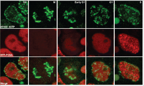 Figure 6. hPSC RD re-organization following mitosis is complete prior to DNA replication. Panels taken from a live cell imaging video of RFP-PCNA expressing hPSCs with fluorescently labeled RDs. RDs are labeled by briefly pulse-labeling hPSCs with green fluorescent conjugated nucleotides, which are rapidly incorporated into replicating DNA. Using live-cell-imaging, a cell in Mid-S phase at the time of pulse-labeling was identified based on its Mid-S phase foci pattern (middle panels) and tracked through mitosis until the subsequent S phase, indicated by the appearance of RFP-PCNA foci (top panels). Similar results were obtained in 20 cells.