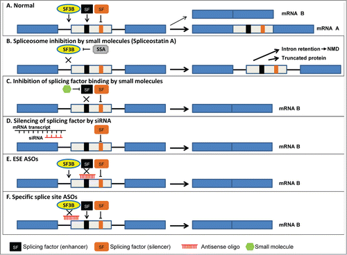 Figure 1. Splicing-based therapeutic approaches. The diagram shows a cassette exon splicing event. Three exons (rectangles) and 2 introns (black lines) are shown. The black box in the middle exon represents an exonic splicing enhancer (ESE) sequence that is recognized by the enhancer splicing factor (black SF). The orange box in the middle exon represents an exonic splicing silencer (ESS) sequence that is recognized by the splicing factor silencer (orange SF). SF3B binds to the branch point sequence (BPS) in the intron. (A) No treatment. In this scenario 2 mRNAs can be generated: one in which the middle exon is included in the mRNA (mRNA A) and a second in which the middle exon is skipped (mRNA B). The width of the black arrows indicates that formation of mRNA A is favored. (B) SF3B inhibitor (SSA) prevents binding of SF3B to the BPS, resulting in inhibition of splicing. In this case the intronic sequences are retained in the mRNA and may contain a premature stop codon. This mRNA will be recognized by the NMD machinery and degraded. Alternatively, the premature stop codon will not lead to degradation of the mRNA, but rather to the production of a truncated protein. Another outcome is that the transcript will be retained in the nucleus. SF3B inhibitors act as general inhibitors of splicing and do not target a specific mRNA. (C) Inhibition of specific splicing factors. Small molecules that block activity (e.g., phosphorylation) of a specific SF (in this example a SF that binds to the ESE) will prevent its binding to the cis elements in the pre-mRNA and result in reduced inclusion of the exon. Other silencer SFs will still bind to the pre-mRNA to favor skipping of this exon. As a result, more mRNA B will be generated. (D) ASOs/siRNAs directed against the SF mRNA will lead to degradation of the SF mRNA, and in this case to decreased binding to the ESE resulting in decreased inclusion of the middle exon. Other SFs can still bind to the pre-mRNA and favor skipping and production of mRNA B. (E) Specific ASOs designed to prevent binding of the SF to the cis elements in the mRNA (ESE) will lead to decreased inclusion of the middle exon. Other SFs can still bind to the pre-mRNA and favor production of mRNA B. (F) Specific ASOs designed to prevent binding of the splicing machinery result in skipping of the exon and production of more mRNA B.