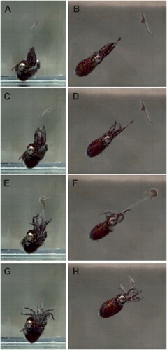Figure 2. Hunting behaviour in sepiolids. A, B, An individual of Eumandya parva approaching its prey (here: mysid shrimp) with its arms forming an elongated cone; C–F, Tentacular strike to capture the prey; G, H, Retraction of tentacles to pull the prey towards the mouth. Credits: A–H, Reprinted from Drerup et al. (Citation2020), with permission from Elsevier.