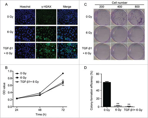 Figure 4. Application of TGF-β1 increased the sensitivity of CNE-2 cells to radiation. (A) the DNA damage was enhanced by TGF-β1, compared with 0 Gy and 6 Gy group. (B) TGF-β1 treatment significantly decreased of the cell viability of CNE-2 cells compared with the 0 Gy and 6 Gy radiation groups. (C, D) the amounts of the cell colonies were significantly decreased after the TGF-β1 treatment.** P < 0.01 vs. 0 Gy.