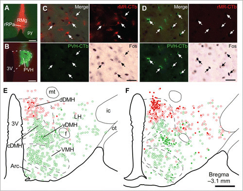 Figure 2. Social defeat stress activates rMR-projecting neurons and PVH-projecting neurons in the DMH. (A and B) Sites of injections of Alexa594-conjugated CTb (red) into the rMR (rMR-CTb, A) and Alexa488-conjugated CTb (green) into the PVH (PVH-CTb, B). Scale bars, 300 µm. (C and D) Fos immunoreactivity in CTb-labeled cells (arrows) in the dorsal part of the DMH (dDMH, C) and ventral part of the DMH (vDMH, D) following social defeat stress. Scale bars, 30 µm. (E and F) Distribution of rMR-CTb-labeled cells (red) and PVH-CTb-labeled cells (green) in the caudal hypothalamus of control (E) and stressed rats (F). Open and filled circles indicate cells negative and positive for Fos immunoreactivity, respectively. Very few cells were double-labeled with rMR-CTb and PVH-CTb (black circles). 3V, third ventricle; Arc, arcuate nucleus; cDMH, compact part of the DMH; f, fornix; ic, internal capsule; LH, lateral hypothalamic area; mt, mammillothalamic tract; ot, optic tract; VMH, ventromedial hypothalamic nucleus. Scale bar, 500 µm. Modified from Kataoka et al.Citation14 © Elsevier. Permission to reuse must be obtained from the rightsholder.