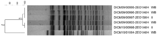 Figure 1. Pulse Field Gel Electrophoresis pattern of E. coli O157:H7 isolates from co-habiting wild boar (Sus scrofa) and Iberian ibex (Capra pyrenaica).Note: WB: Wild boar. II: Iberian ibex.