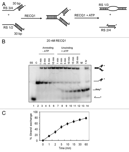 Figure 2. Strand-exchange by RECQ1 on synthetic stalled replication fork duplexes with a leading-strand gap. (A) Scheme of the assay. The oligonucleotides used are the same as in Figure 1, except for an additional 20 mer representing the leading strand (RS4). (B) As indicated above, 1 nM P32-labeled 20/60 mer duplex (RS3/4) was incubated with 1 nM 30/60 mer duplex (RS1/2) in the presence of 20 nM RECQ1 to form the forked DNA structure. After 10 min, ATP was added to a final concentration of 5 mM. Ten μl aliquots were taken out at indicated time points and analyzed by non-denaturing PAGE. “C” represents the control substrate P32-labeled RS3/4; “M” represents the marker for strand exchange product and “SS” represents the ssDNA unwound. (C) Quantification of the kinetics performed in the presence of 20 nM RECQ1. Relative concentration of the subsequent leading/lagging strand duplex (RS2/4) was plotted vs. reaction time. The data points represent the average values from three independent experiments.