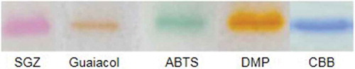 Figure 4. In-gel activity assay using SGZ, Guaiacol, ABTS and DMP as substrates.