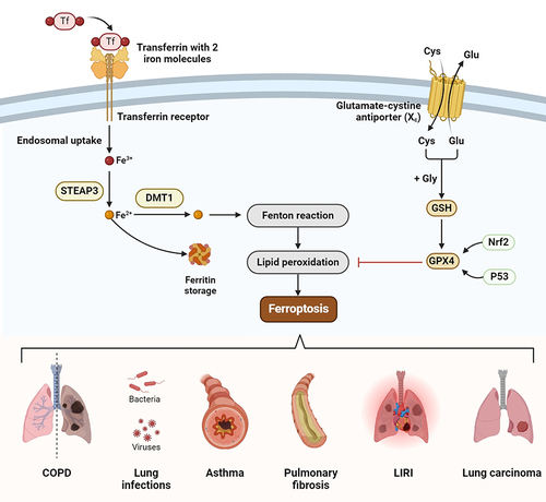 Figure 1 Schematic diagram of the main molecular regulation of ferroptosis involved in common lung diseases.