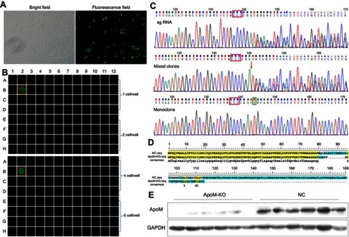 Figure 1 CRISPR/Cas9-mediated ApoM knocking out in SMMC7721 cells. (A) The optical microscopy images of SMMC7721 cells transfected by the GFP-labeled plasmid vector in bright and fluorescence field. Scare bar =100 μm. (B) After limited-dilution culture for 10 days, the optimal plating density for monoclonal formation of SMMC-7721 cells in 96-well plates was recorded with Celigo. (C) Sequencing peak map of sgRNA, mixed clones and monoclone. Red boxes marked the PAM sequence, red arrowhead denoted the Cas9 cutting site, green box marked the inserted base. (D) The amino acid sequence translated from ApoM gene before (NC.seq) and after (ApoM-KO.seq) CRISPR/Cas9 treatment. Yellow shades represent the same amino acid sequence and green shades represent the different one. (E) ApoM protein expression was analyzed using western blot in ApoM-KO and NC group. GAPDH was a loading control.Abbreviations: ApoM, Apolipoprotein M; GFP, green fluorescent protein; sgRNA, single-guide RNA; NC, negative control; KO, knock-out; GAPDH, glyceraldehyde 3‑phosphate dehydrogenase.