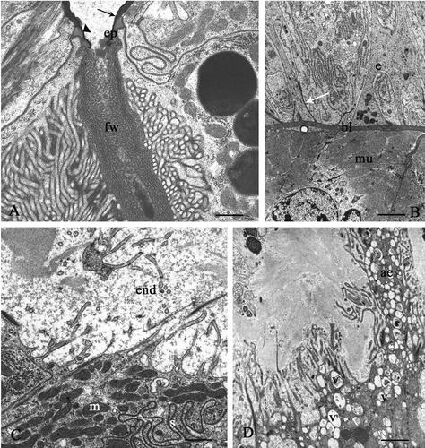 Figure 4. Platycleis intermedia. A and B, seminal receptacle. A, the wall of the efferent duct consists solely of an epicuticle (ep) that is thinner at the reservoir (headarrow) and immediately after thickens and remains constant throughout its course (arrow); fw, felt-work. B, basal portion. Arrow, sediment of basal lamina; bl, basal lamina; e, epithelium; mu, muscular layer. C and D, connecting tract of the spermathecal duct: cuticle-forming cells. C, end, endocuticle; m, mitochondria; s, septate junctions. D, ae, apical expansions; v, vesicles with heterogeneous content. Scale bars: A, 650 nm. B, 1920 nm. C, 870 nm. D, 1510 nm.