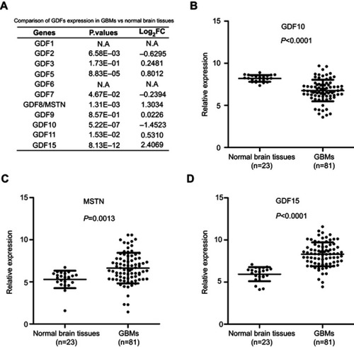 Figure 1 (A) Expression of GDFs in normal brain tissues (n=23) and GBMs (n=81). mRNA expression data was downloaded from GSE4290 dataset and analyzed using GEO2R program. (GDF1 and GDF6 data are not available in GSF4290 dataset). (B), (C) and (D). Expression of GDF10, GDF8/MSTN, and GDF15 in non-tumor tissues (n=23) and GBMs (n=81), respectively. Abbreviations: GBM, gliomablastoma multiforme; MSTN, myostatin.