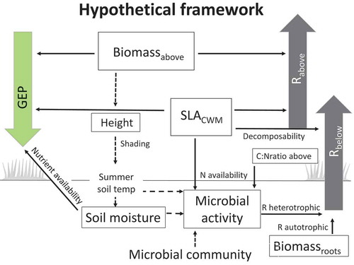 Figure 1. Hypothesized framework for growing-season C fluxes: gross ecosystem photosynthesis depends on total aboveground biomass (Biomassabove), community-weighted mean of specific leaf area (SLACWM), and soil moisture (Hypothesis 1). Aboveground respiration (Rabove) depends on Biomassabove and SLACWM (Hypothesis 2a). Belowground respiration (Rbelow) depends on root biomass (Biomassroots), microbial activity, and SLACWM, where SLACWM in this context represents leaf decomposability (Hypothesis 2b). Microbial activity depends on vegetation woodiness, represented by the C:N ratio of aboveground vegetation (C:Nratio above), and on nutrient availability and leaf recalcitrance as represented by SLACWM (Hypothesis 3). Dashed lines between variables indicate important relationships not tested in this study. The framework is based on Wookey et al. (Citation2009); Clemmensen et al. (Citation2015); Veen, Sundqvist, and Wardle (Citation2015); Parker, Subke, and Wookey (Citation2015); and Becklin, Pallo, and Galen (Citation2012).