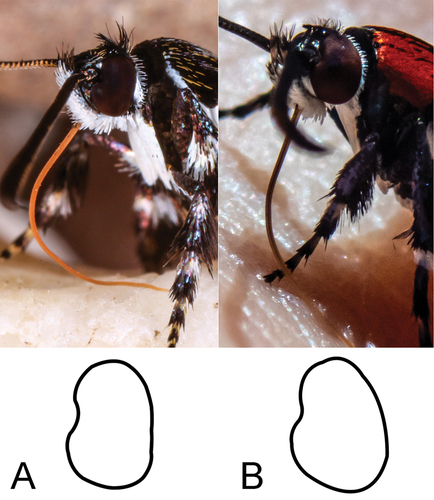 Figure 4. Details of the head and outline of the eye of: (a) Malayomelittia pahangensis comb. nov.; (b) Scarlata nirvana gen. et sp. nov. Note differences in the shape of the eye and in scaling of labial palp apically.