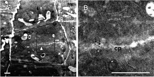 Figure 8. Immunogold labeling of rhamnogalacturonan II in root cells at an earlier stage of cell division.(a) A dividing cell with a developing cell plate, which is presumably at the tubular network stage (white arrowhead). (b) Higher magnifications of the square in (a). Arrows in (b) show representative gold particles. cp, cell plate. Bar = 1 μm.