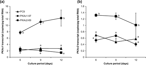 Fig. 2. Time course studies of absolute PKAc1 (a) and PKAc2 (b) transcript levels.