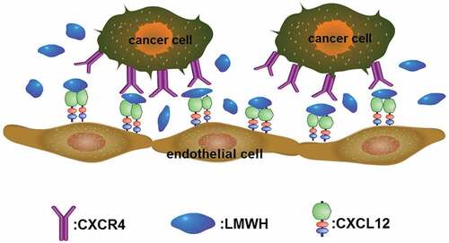 Figure 5. CXCR4 on tumor cells surface binds to its ligand CXCL12 expressed in endothelial cell membrane to promote the metastasis of tumor cells. LMWH binds to CXCL12 to make it a dimerization state, blocking its binding to CXCR4 and inhibiting metastasis.